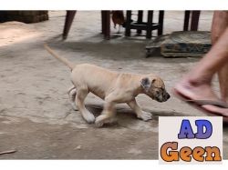 used Great Dane puppies for sale in Thrissur for sale 